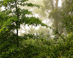 Product picture Mist In The Trees
